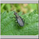 Coremacera marginata - Hornfliege 02.jpg